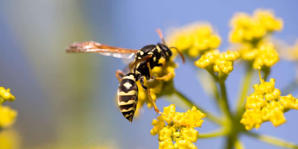 The Pollination Role Of Wasps 1