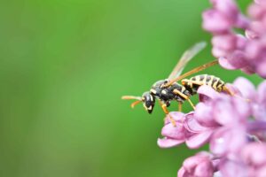 Do Wasps Pollinate Plants?