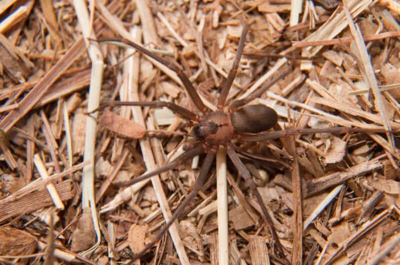 Brown Recluse Characteristics