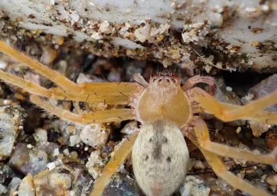 Brown Recluse Spider: Facts, Bites & Control