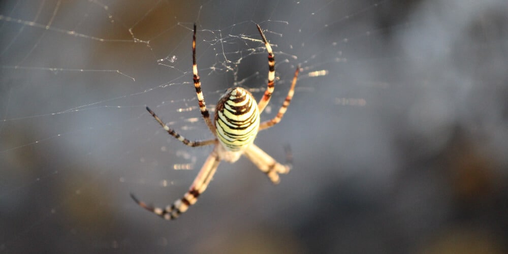 Description And Appearance Of Orb Weaver Spiders 1