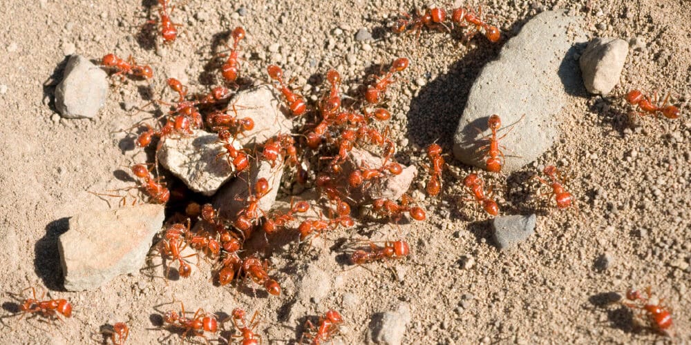 Fire Ant Colony 1