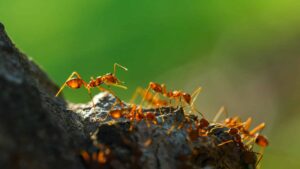 A Detailed Guide to Fire Ant Control