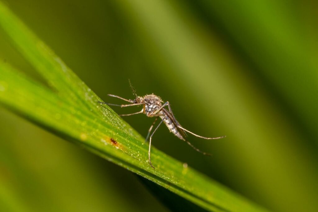 Floodwater Mosquito