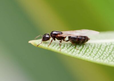 How to Treat and Control Flying Ants