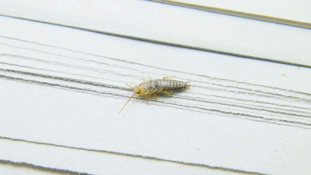 Close-Up Of A Silverfish Insect Crawling On A Stack Of White Papers. The Insect's Long Antennae And Segmented Body Are Clearly Visible Against The Paper Background.