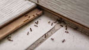 How Ants Are Getting Into Your House And How to Stop Them