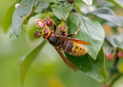 How to Deal with Hornets Nests: A Guide to Identification and Control
