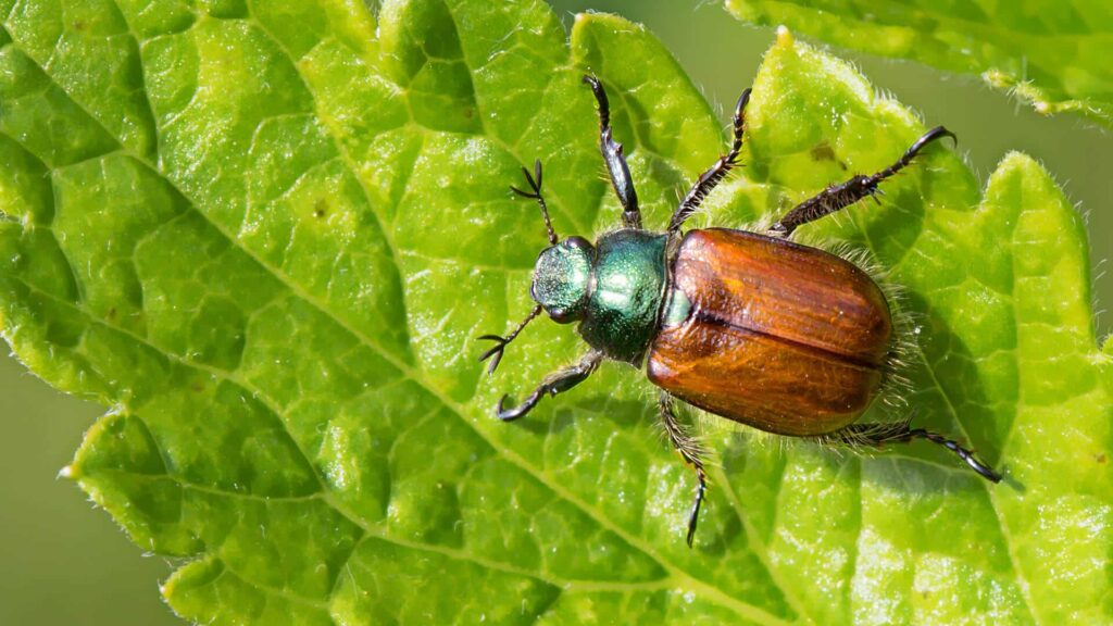June Bug: Facts, Life Cycle & Control