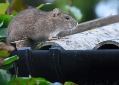 Protecting Against Rat & Mice: The Where and When of Rodent Activity