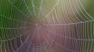Protecting Against Spiders: The Where and When of Spider Activity