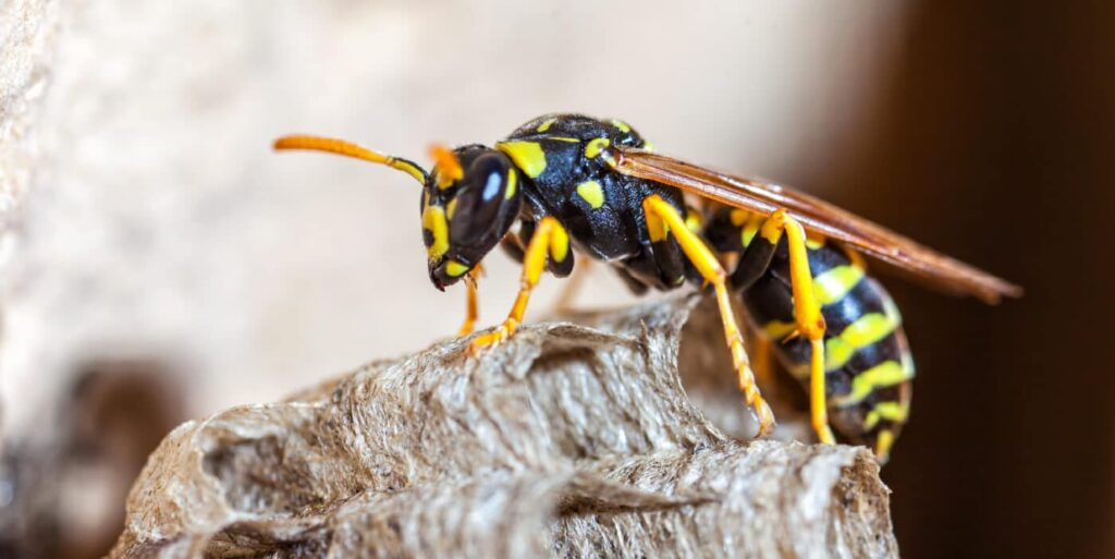 What Does A Paper Wasp Look Like 1 1