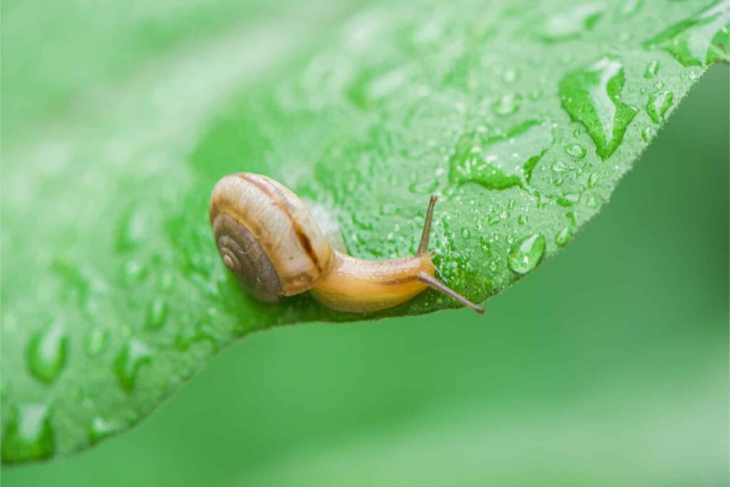 Tiny Snail With A Brown Shell Crawling On The Edge Of A Wet Green Leaf Covered In Water Droplets.