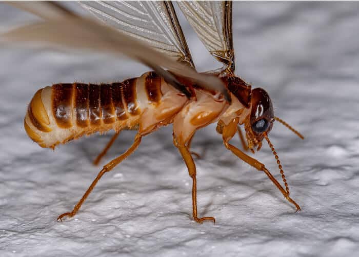 Winged Termite 1 1