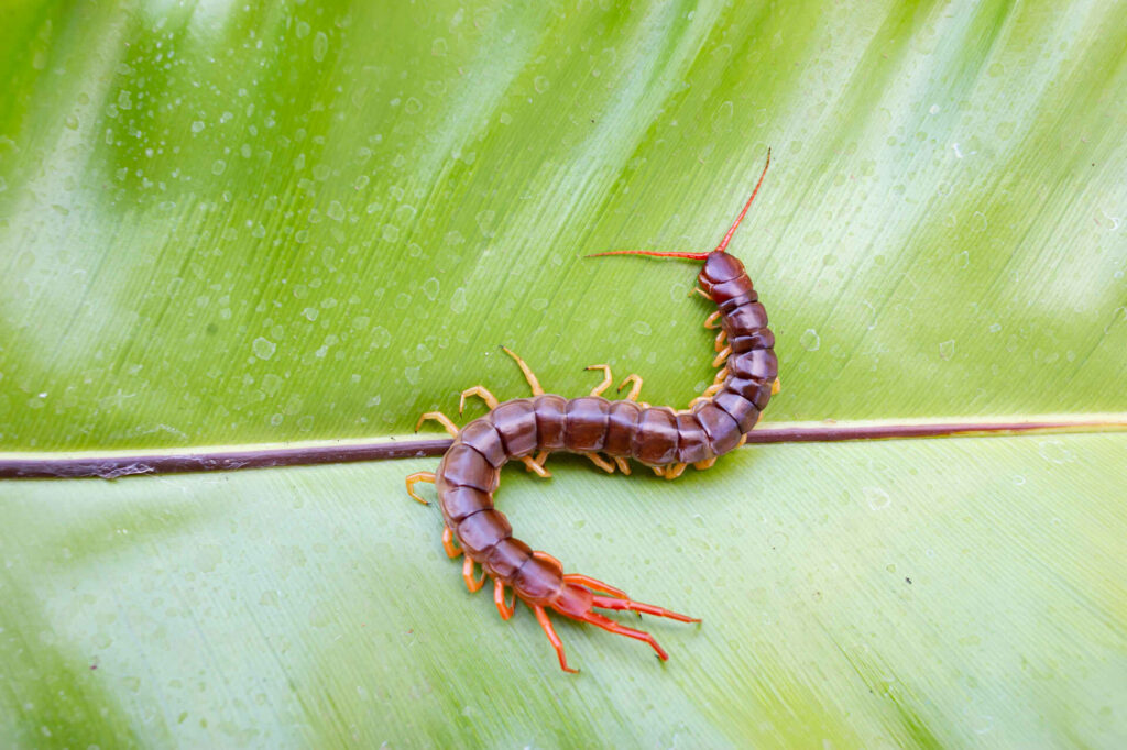 A Large Brown Centipede With Orange Legs And Red Antennae Crawling On A Green Leaf.