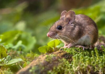 Diseases Carried by Mice & Rodents