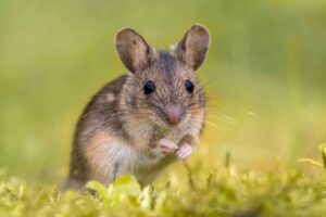 Does Peppermint Oil Repel Mice?
