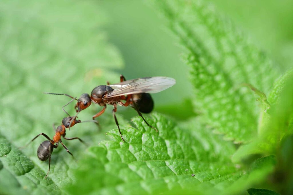 10 Fascinating Facts about Queen Ants