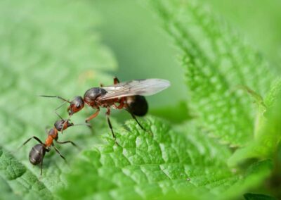 10 Fascinating Facts about Queen Ants