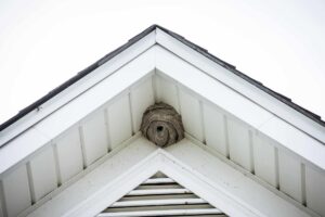 How to Identify and Remove a Wasp Nest