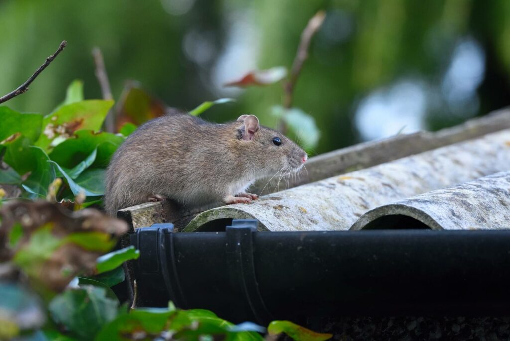 How to Keep Rodents Out of Your Attic This Winter
