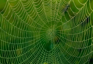 Identifying Spider Webs Around Your House