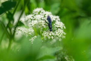 What Are Blue Mud Dauber Wasps?