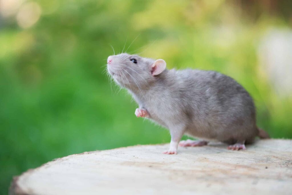 What Diseases can Rats Spread to Humans?