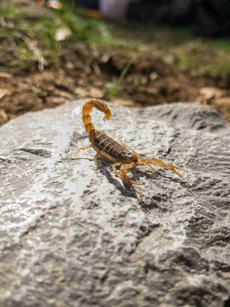 What to do for a Scorpion Sting