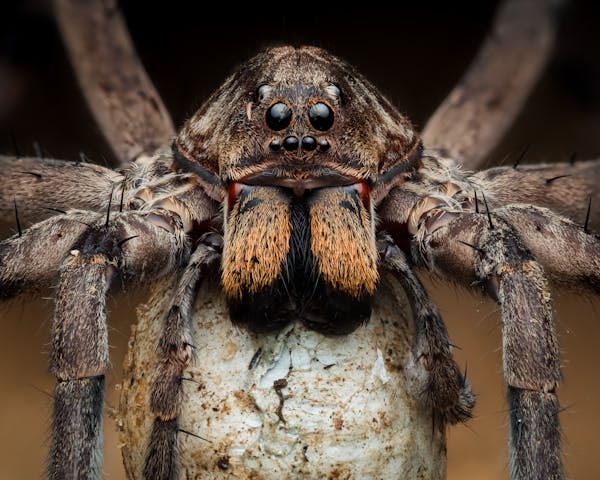 An Extreme Close-Up Image Of A Wolf Spider, Highlighting Its Eyes, Fangs, And Hairy Legs, Holding An Egg Sac.