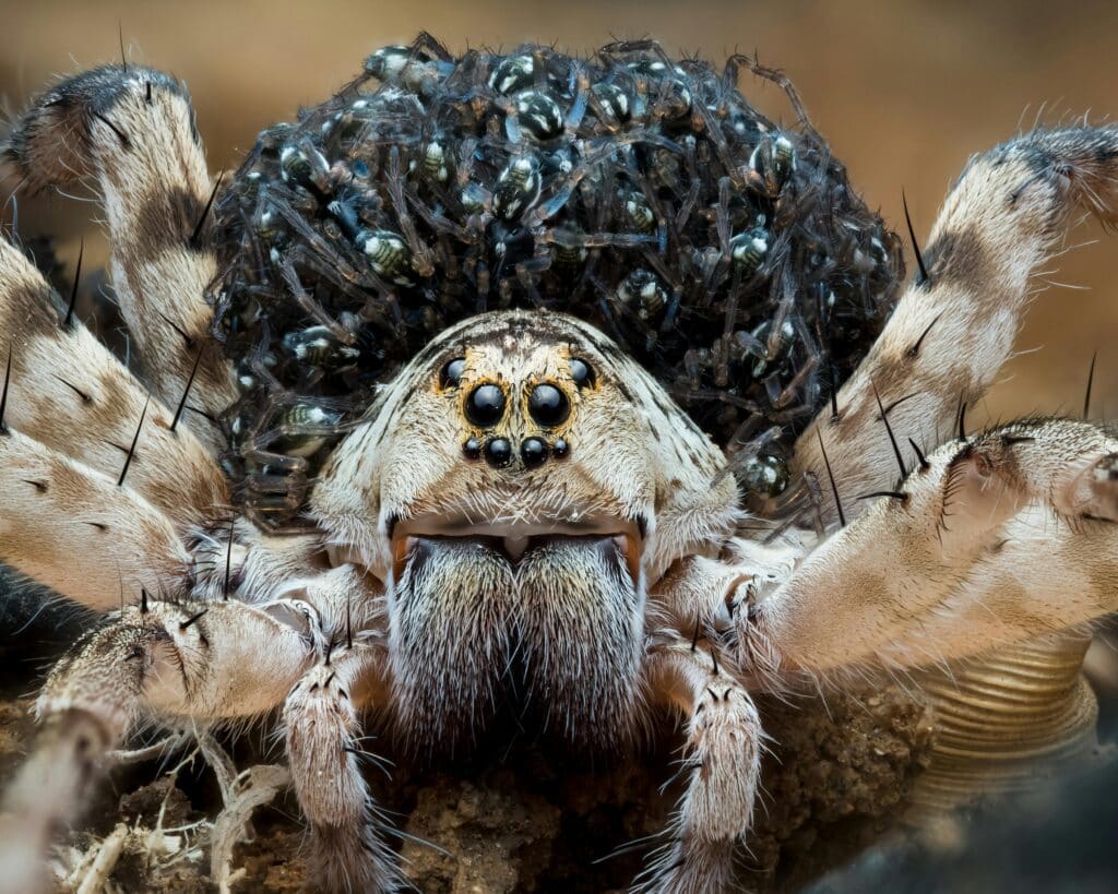 A Detailed Close-Up Image Of A Wolf Spider Carrying Numerous Spiderlings On Its Back, Showcasing The Spider's Eyes, Hairy Legs, And Intricate Textures.