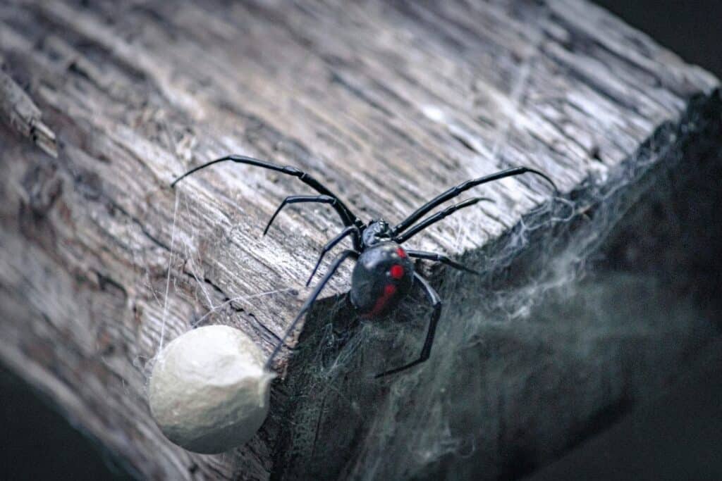 A Detailed Close-Up Image Of A Black Widow Spider With Its Red Hourglass Marking On A Wooden Surface, Next To Its Egg Sac.