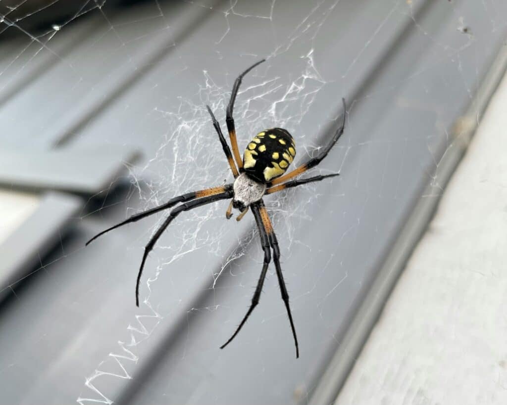 The Role of Yellow Garden Spiders in Pest Control: Friend or Foe ...