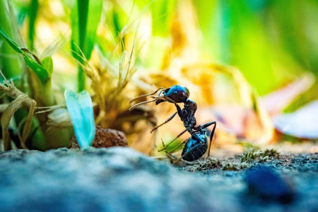 A Close-Up Image Of A Black Ant Carrying Food, Surrounded By Green Plants And A Blurred Natural Background.