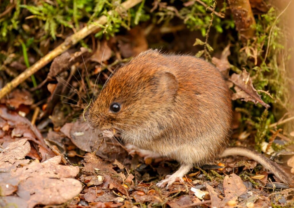 Close-Up Image Of A Brown Vole Sitting On The Ground Surrounded By Leaves And Moss.