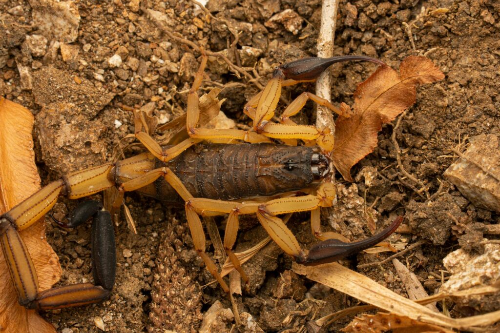 A Close-Up Image Of A Scorpion (Likely A Species Of Centruroides) Lying On A Dry, Rocky Soil Surface With Its Pincers Extended And Tail Curled. The Scorpion's Segmented Body And Yellowish-Brown Legs Contrast With The Earthy Background, Which Includes Dried Leaves And Small Stones.