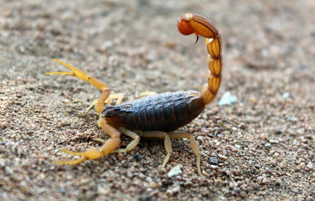 A Detailed Image Of An Indian Red Scorpion (Hottentotta Tamulus) With Its Tail Raised, Poised On A Sandy Surface. The Scorpion's Segmented Body And Textured Exoskeleton Are Clearly Visible, Emphasizing Its Defensive Posture.