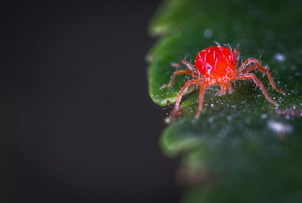 A Close-Up Image Of A Bright Red Velvet Mite (Trombidiidae) On The Edge Of A Green Leaf, Set Against A Dark Background. The Mite's Small Size And Fine Hairs Are Highlighted, Showing Its Vibrant Color And Detailed Features.