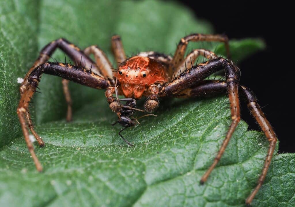 A Close-Up Image Of A Six-Eyed Crab Spider (Family Thomisidae) With A Reddish-Orange Body, Capturing An Ant On A Green Leaf. The Spider'S Detailed Texture And The Fine Hairs On Its Legs Are Clearly Visible.