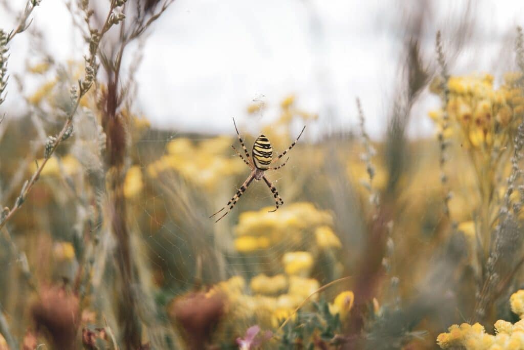 A Close-Up Image Of A Yellow Garden Spider (Argiope Aurantia) Suspended In The Center Of Its Web Among A Field Of Yellow Flowers. The Spider's Distinctive Black And Yellow Striped Abdomen Is Clearly Visible, With A Soft Focus On The Background Vegetation.