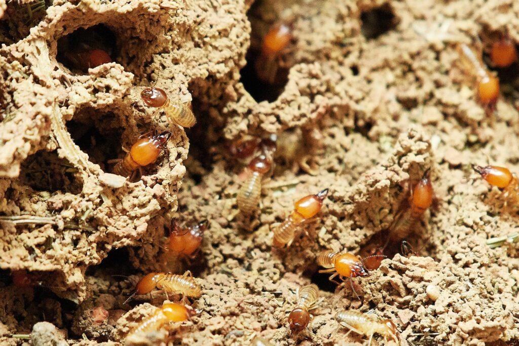 A Close-Up Image Of Numerous Termites On A Mud Tunnel Structure, Showcasing Their Behavior And Habitat