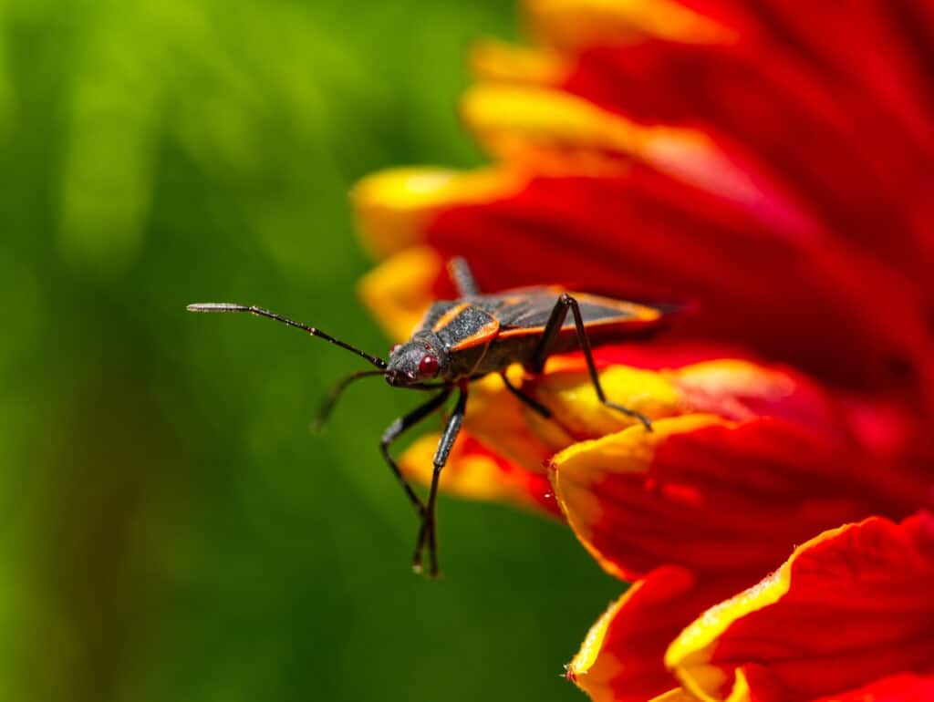 A Vivid Image Of A Boxelder Bug (Boisea Trivittata) Perched On The Edge Of A Brightly Colored Red And Yellow Flower. The Bug'S Detailed Black And Red Markings Stand Out Against The Intensely Colored Petals, With A Soft Green Background Adding Depth To The Scene.