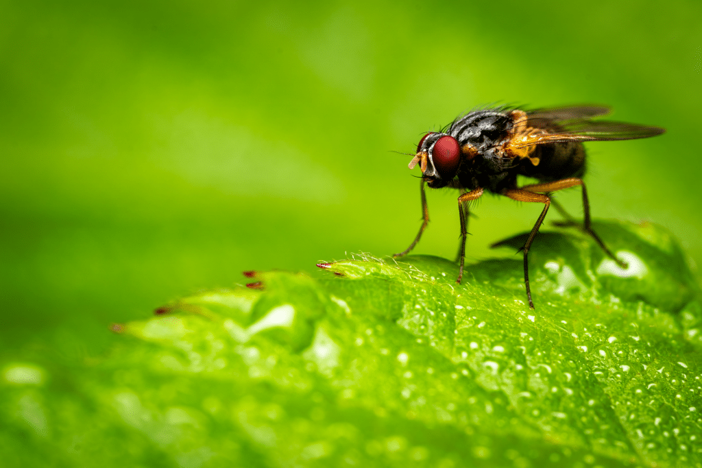 A Close-Up Image Of A Flesh Fly (Sarcophaga Carnaria) Perched On A Green Leaf, Covered In Morning Dew. The Fly’s Distinctive Red Eyes And Patterned Black And Gray Abdomen Are Highlighted Against The Vibrant Green Background, Showcasing Its Delicate Features And The Water Droplets Glistening On The Surrounding Foliage.