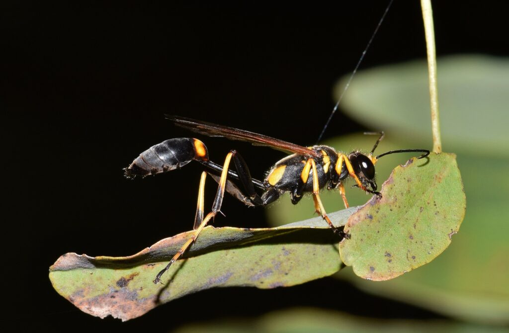 A Close-Up Image Of A Black And Yellow Mud Dauber Wasp (Sceliphron Caementarium) Perched On A Green Leaf. The Wasp's Slender Body And Long Legs Are Highlighted Against A Dark Background, Showcasing Its Vivid Yellow Patterns And Distinctive Elongated Abdomen.