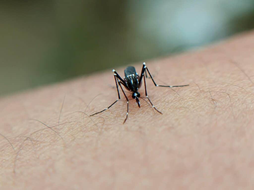 A Close-Up Of A Mosquito Resting On Human Skin, With A Focus On Its Black Body And Delicate Legs. The Mosquito Stands Out Against A Blurred, Natural Background.