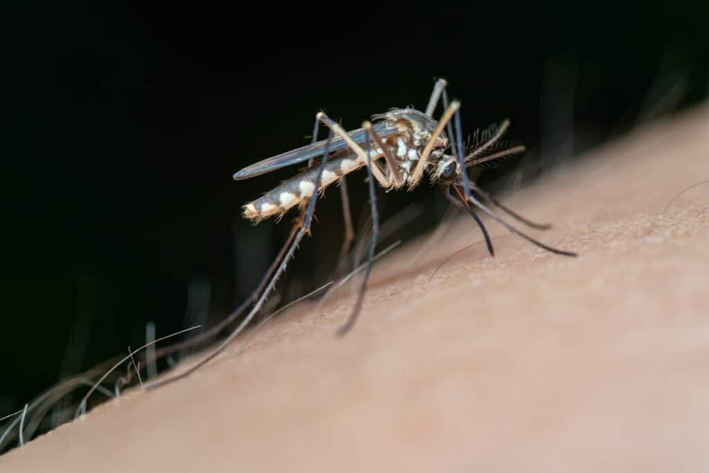 A Close-Up Of An Asian Tiger Mosquito (Aedes Albopictus) Feeding On Human Skin. The Mosquito's Distinctive Black And White Striped Legs And Body Markings Are In Focus Against A Blurred Green Background, Highlighting Its Role As A Potential Vector For Diseases.