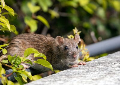 3 Reasons Why It’s Important To Act Fast To Get Rid Of Pests